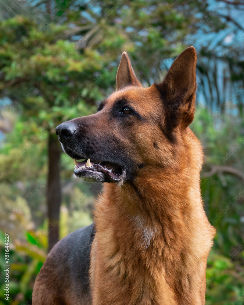 Naklejka premium German shepherd profile portrait on green background