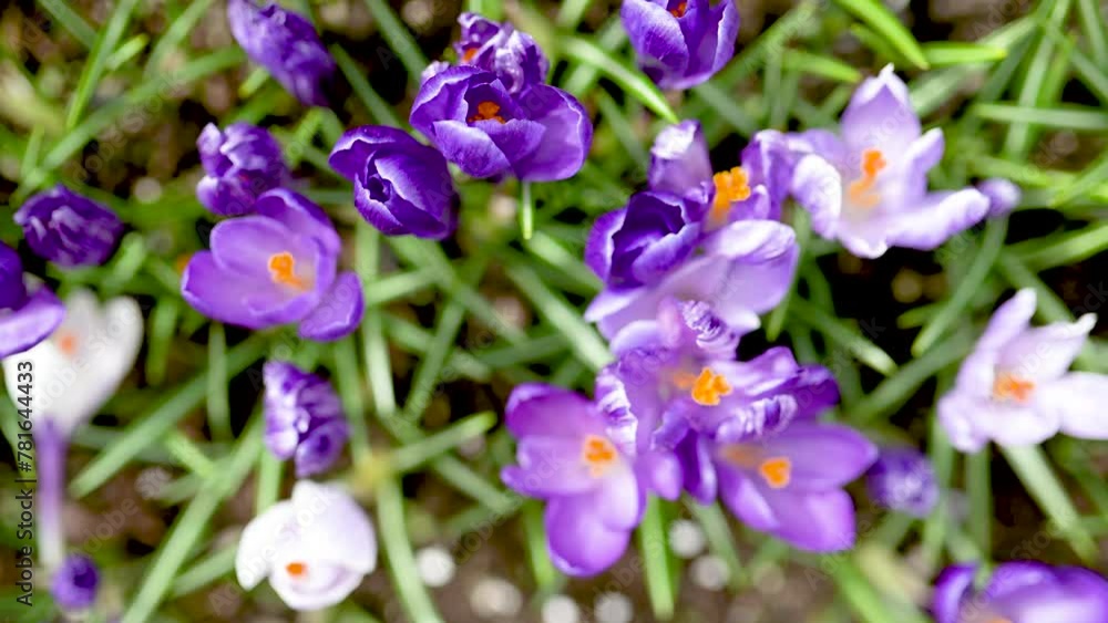 Blooming crocus flowers in the park. Close-up top-down slow motion footage. Blooming crocus flowers in the park. Close-up top-down slow motion footage.