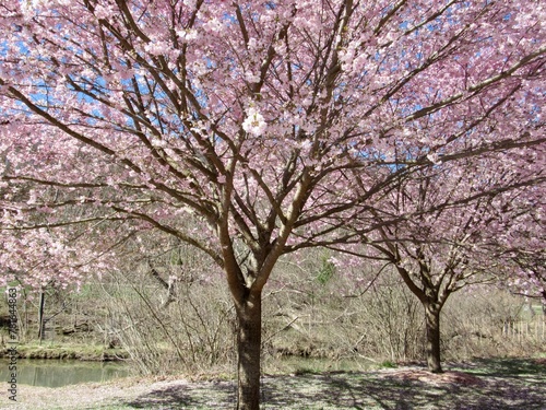 Cherry blossom trees in the park 