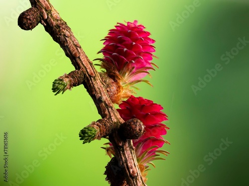 Larch (Larix decidua), female flowers on a larch branch, North Rhine-Westphalia, Germany, Europe photo