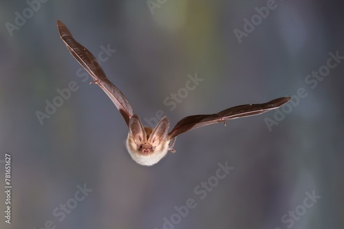 Brown long-eared bat (Plecotus auritus) flying out of its winter quarters, Brandenburg, Germany, Europe photo