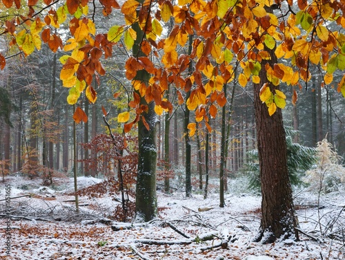 Leaves of the copper beech (Fagus sylvatica) in the autumn forest at the first snow, North Rhine-Westphalia, Germany, Europe