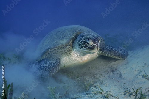 Green turtle (Chelonia mydas) lying on the bottom, stirring up sand, dive site Marsa Shona Reef, Egypt, Red Sea, Africa photo