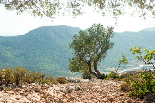 Olive tree on the rocks against the background of mountains