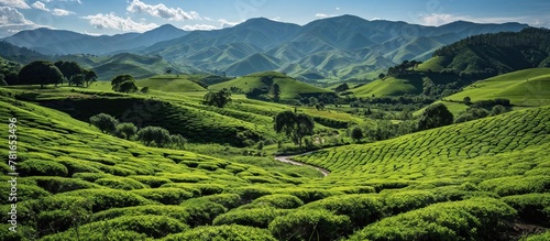 Scenic View of Lush Green Tea Plantation Hills