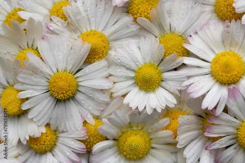 Close-up and background of many daisy flowers. The petals are white. The pollen is yellow. There are small drops of water on the flowers.