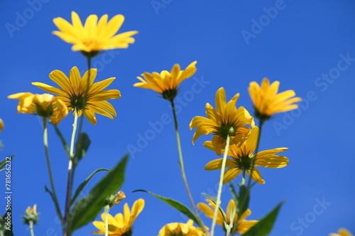 yellow flowers on blue sky © Magalie