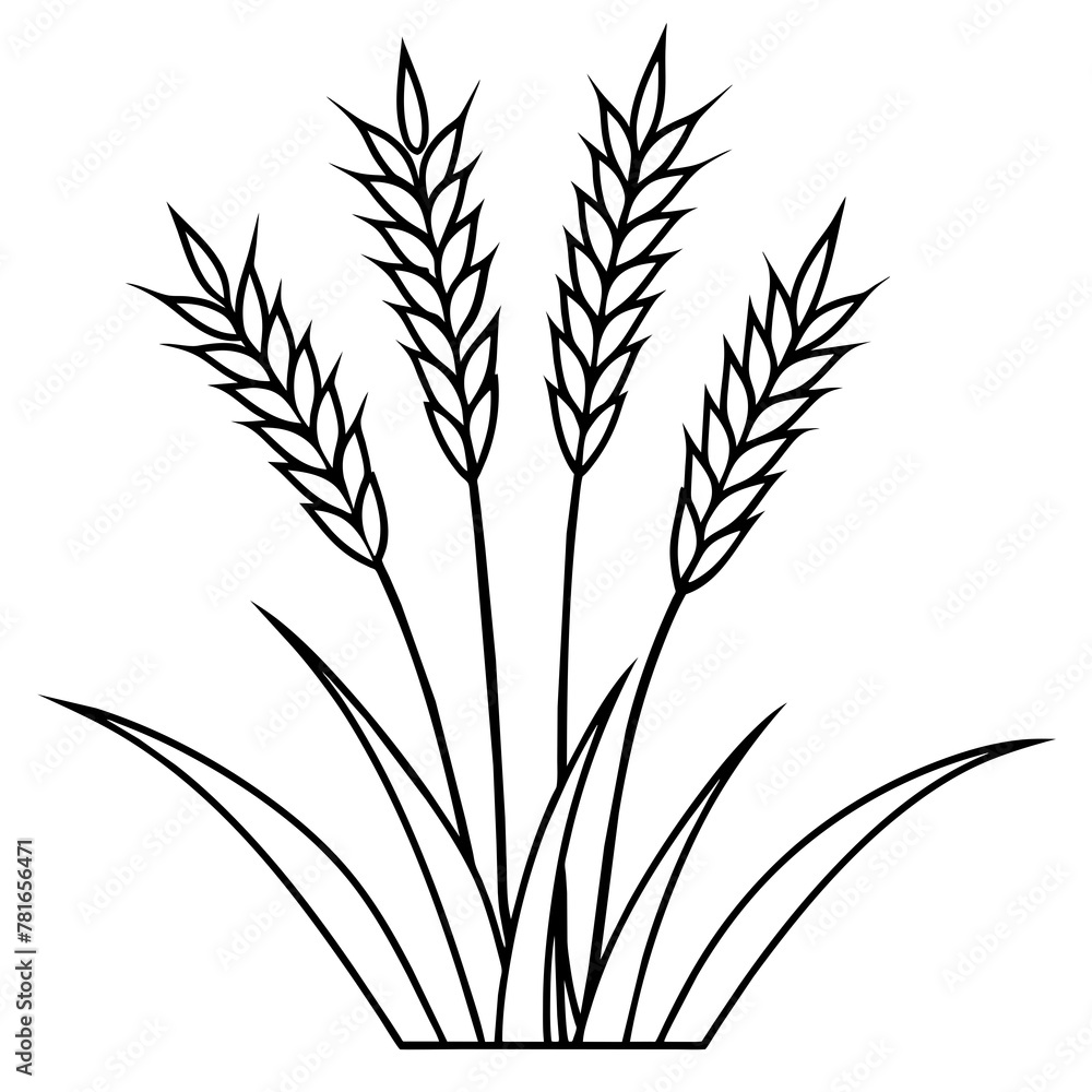 ears of wheat isolated ears of wheat isolated