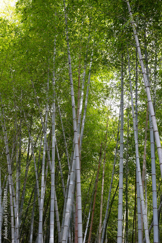 Bamboo trees  Bamboo forest in Kamakura  Tokyo  Japan