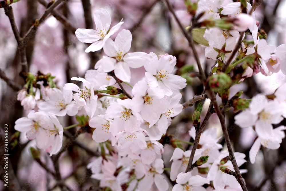 Branches of sakura flowers, cherry blossom