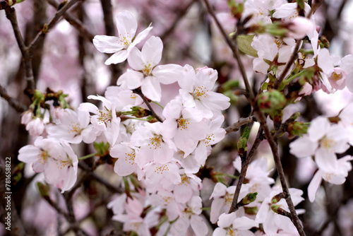 Branches of sakura flowers, cherry blossom © Bowonpat