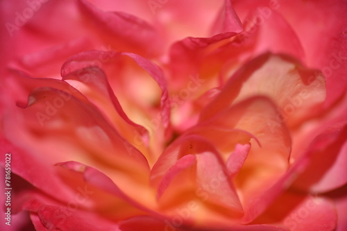 pink rose macro © Magalie