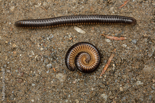 millipedes on sandy soil, one coiled and one extended photo