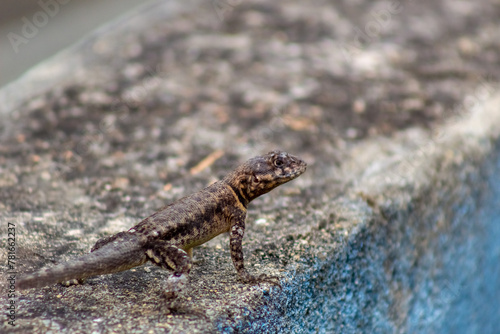 lizard on the rock in Venezuela