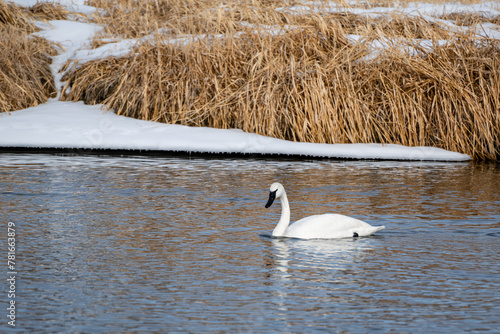 Fototapeta Naklejka Na Ścianę i Meble -  Winter landscape with an adult trumpeter swan