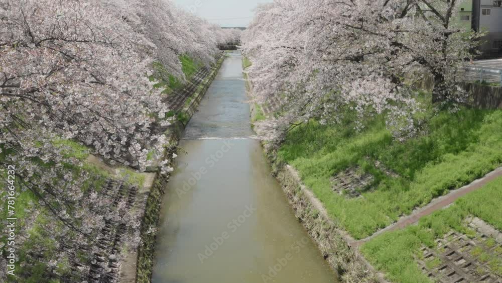 満開の桜の花 満開の桜の花