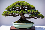 Close-up of a bonsai tree in a classic bonsai pot, set against a pure white background. AI generated.