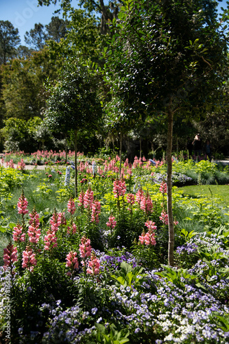 Blooming Garden and Swamp at Magnolia Plantation photo