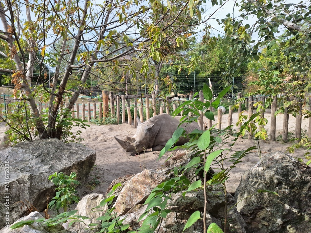 Animals in the budapest zoo Animals in the budapest zoo