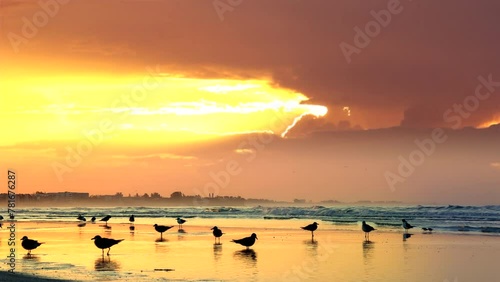 Seagulls on tropical sandy beach during orange color sunset photo