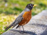 American Robin on a sidewalk curb against a blurred background. Though they are familiar town and city birds, American Robins are at home in wilder areas