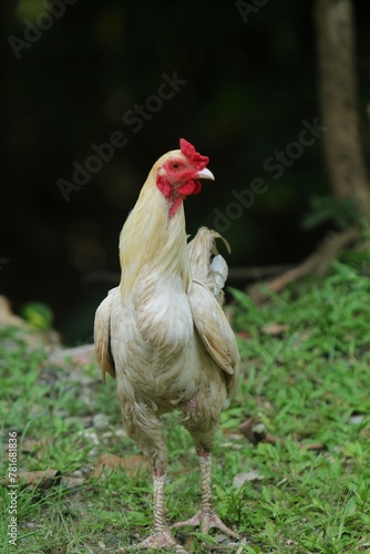 a rooster standing tall in the grass
