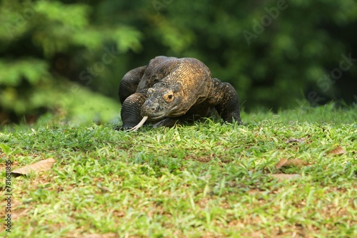 a komodo dragon crawling in the grass
