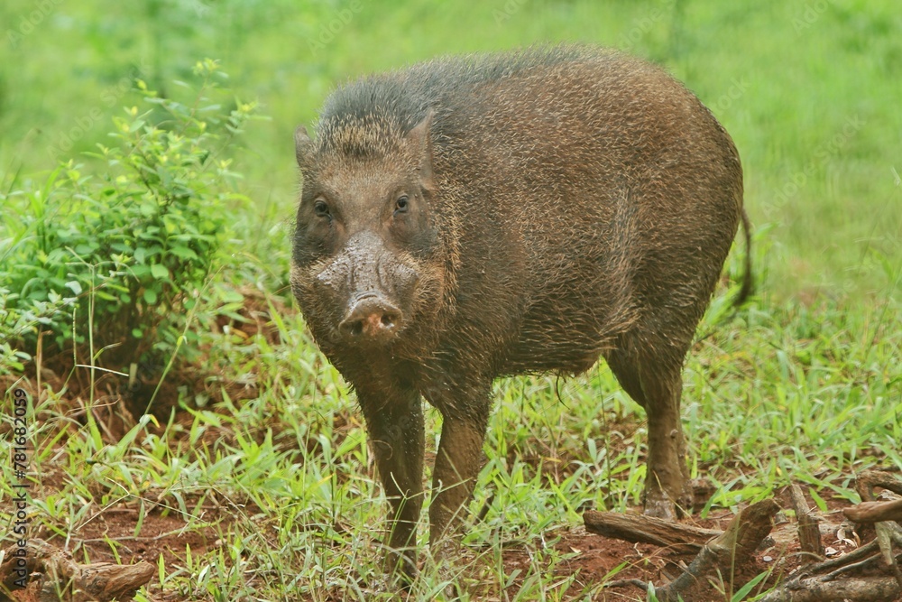 A wild boar is standing in a bush looking at the camera A wild boar is standing in a bush looking at the camera