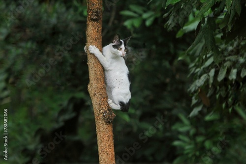 A kitten climbs a tree in the park