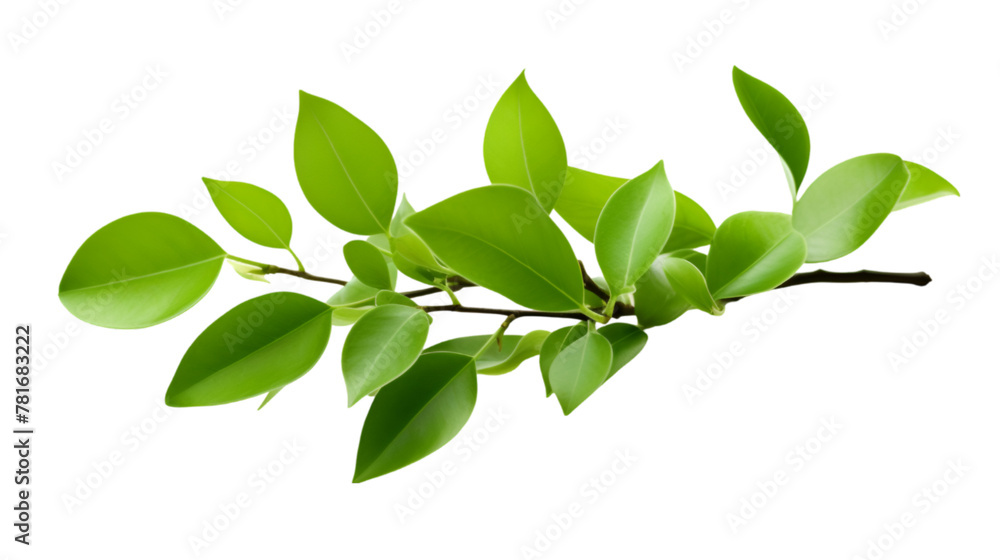 Naklejka premium Green Leaves Isolated on White Background