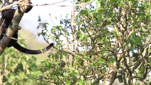 Howler monkey walking and eating leaves on a tree with very strong winds blowing. photo