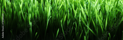 Fresh spring grass covered with morning dew drops. Vibrant green meadow with shiny water droplets. Showing tranquility of spring, environmentally conscious, or Earth day nature backgrounds.