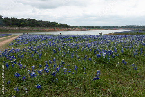 Field of Bluebonnets at Mule Shoe Bend State Park Texas 
