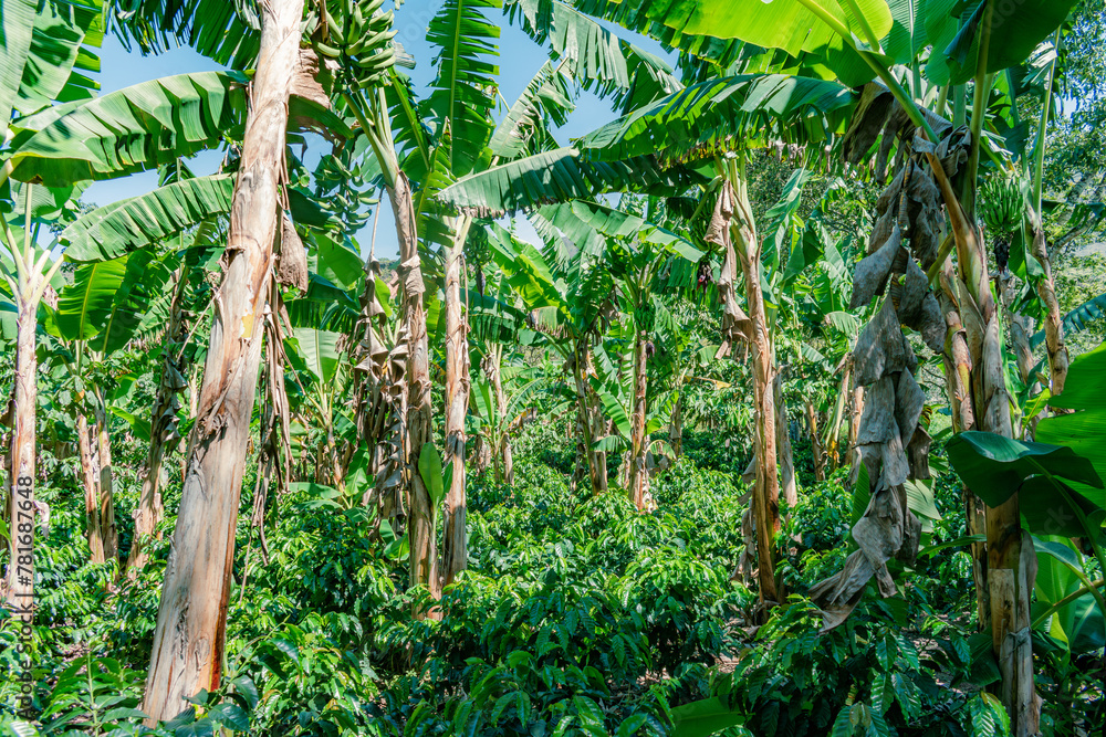 general view of a coffee and banana plantation