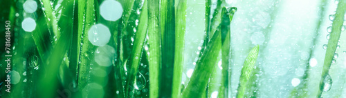 Fresh spring grass covered with morning dew drops. Vibrant colors with shallow dof and shiny water droplets. Showing tranquility of spring, environmentally conscious, or Earth day nature backgrounds.