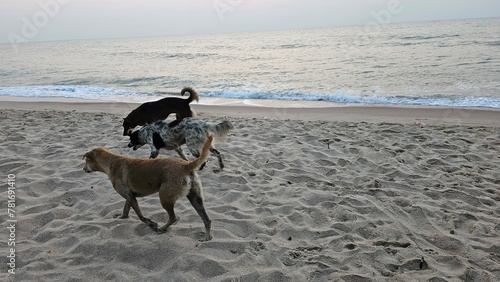 3 dogs on the beach, domestic dog, beach, Thailand beach, beachfront, dog chilling on the beach, 