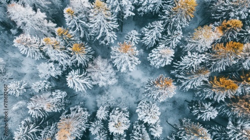 Aerial view of snowy forest