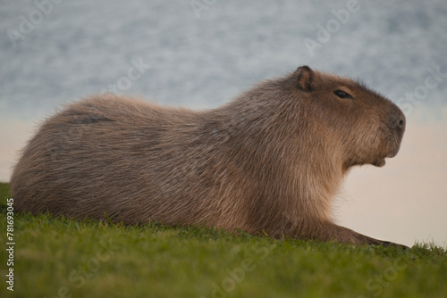 Capibara 