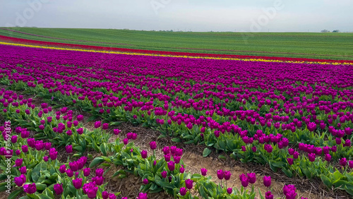 Wallpaper Mural Colorful blooming tulip fields on a cloudy day in the Netherlands Torontodigital.ca