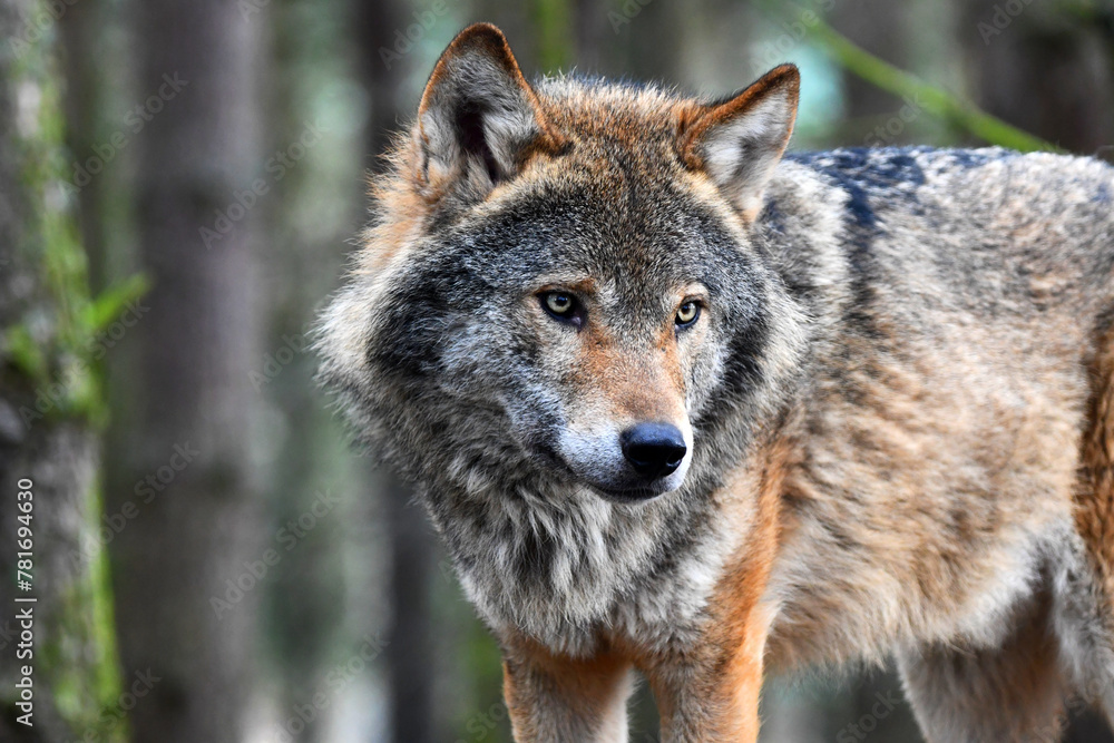 Fototapeta premium wolf on the hunt