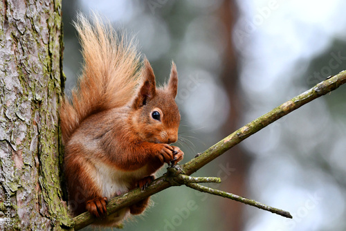 red squirrel eating a nut in the tree © kris