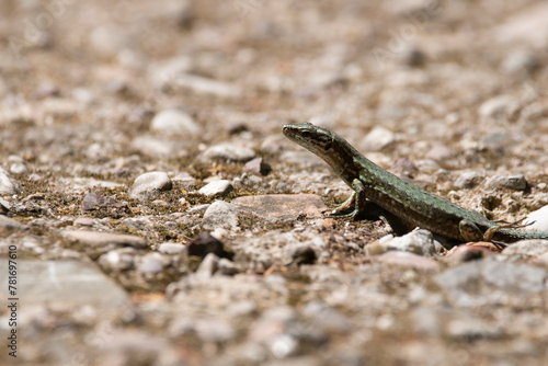 A green lizard resting under the sun. Spring time in Greece.