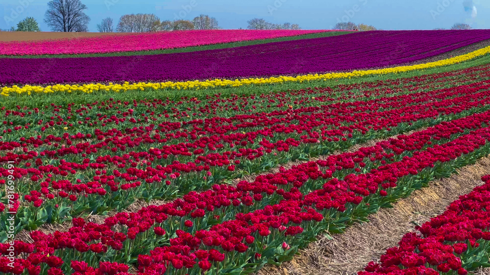 Colorful blooming tulip fields on a cloudy day in the Netherlands Colorful blooming tulip fields on a cloudy day in the Netherlands