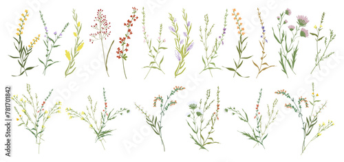 Set botanic blossom wildflowers. Branches, leaves, herbs, wild plants, flowers. Garden, meadow, field elements. Collection leaf, foliage. Bloom floral vector illustration isolated on white background