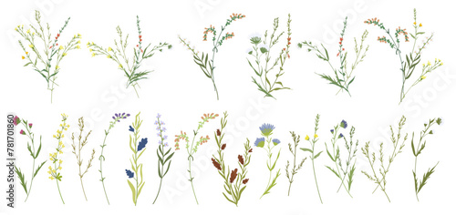 Set botanic blossom wildflowers. Branches, leaves, herbs, wild plants, flowers. Garden, meadow, field elements. Collection leaf, foliage. Bloom floral vector illustration isolated on white background