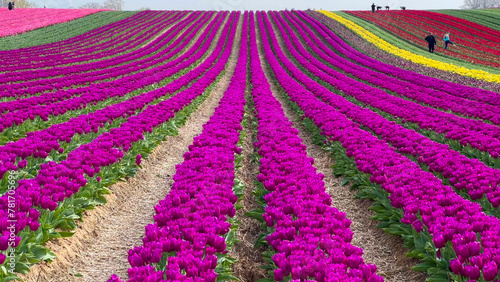 Colorful blooming tulip fields on a cloudy day in the Netherlands