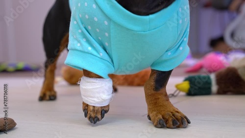 Close-up of dog in blue clothes with a veterinary bandaged paw limping demonstratively on the floor, raising sore limb, demanding attention, help and pity Pet sprained muscles, joints, bone fracture photo