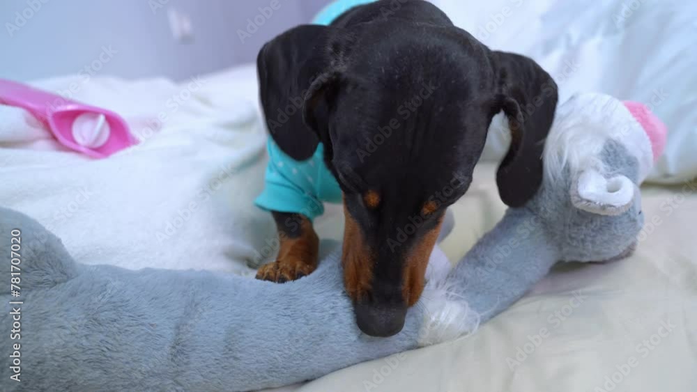 Head of small dachshund dog enthusiastically bites large soft plush toy, attacks, holds with paw impatiently trying to chew fabric Playful home pet gambling, enthusiastic games interesting activity Head of small dachshund dog enthusiastically bites large soft plush toy, attacks, holds with paw impatiently trying to chew fabric Playful home pet gambling, enthusiastic games interesting activity