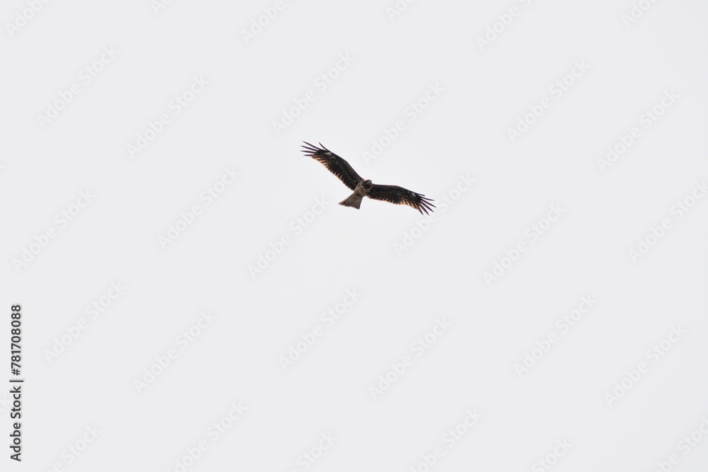 薄曇りの空を飛ぶトビ 薄曇りの空を飛ぶトビ