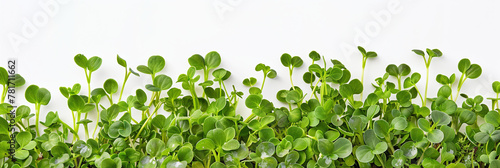 Fresh microgreen banner  perfect for vibrant food backgrounds  healthy eating concepts  organic farming advertising  and natural product promotions.